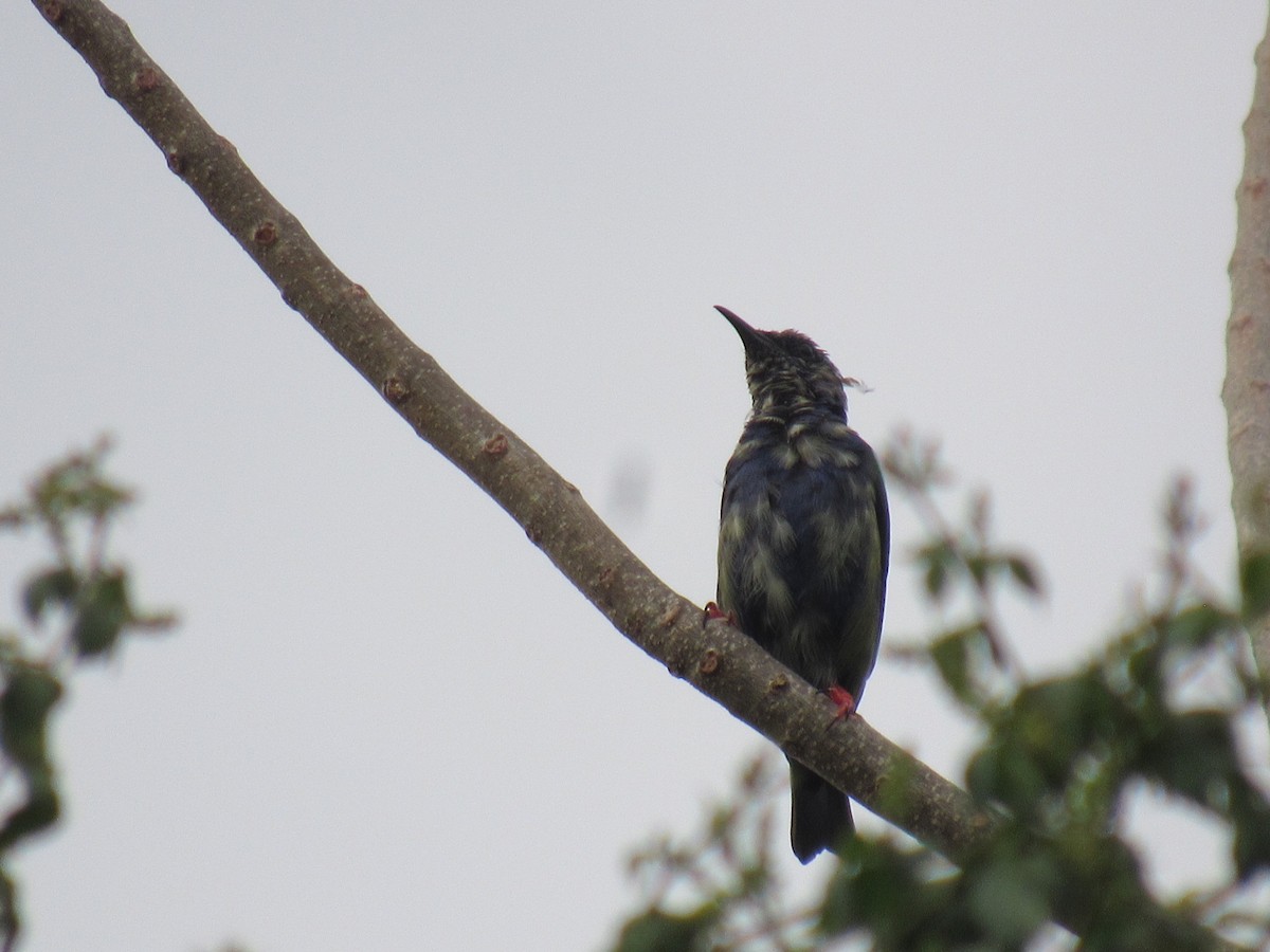 Red-legged Honeycreeper - ML630397225