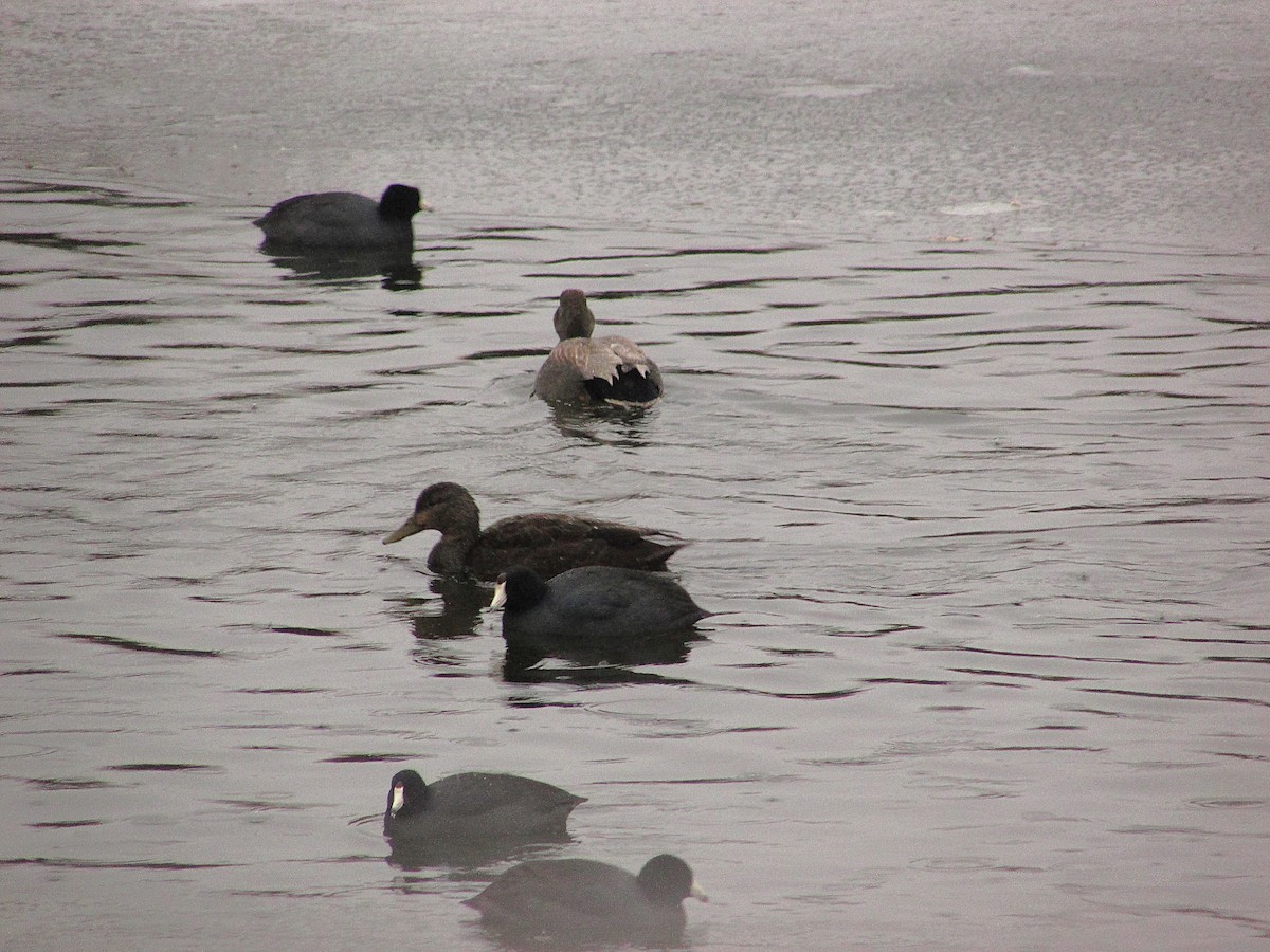 American Black Duck - ML630397246