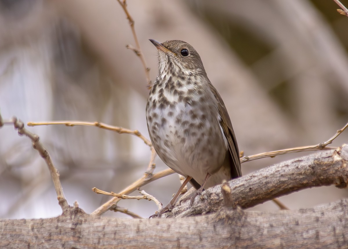 Hermit Thrush - ML630397268