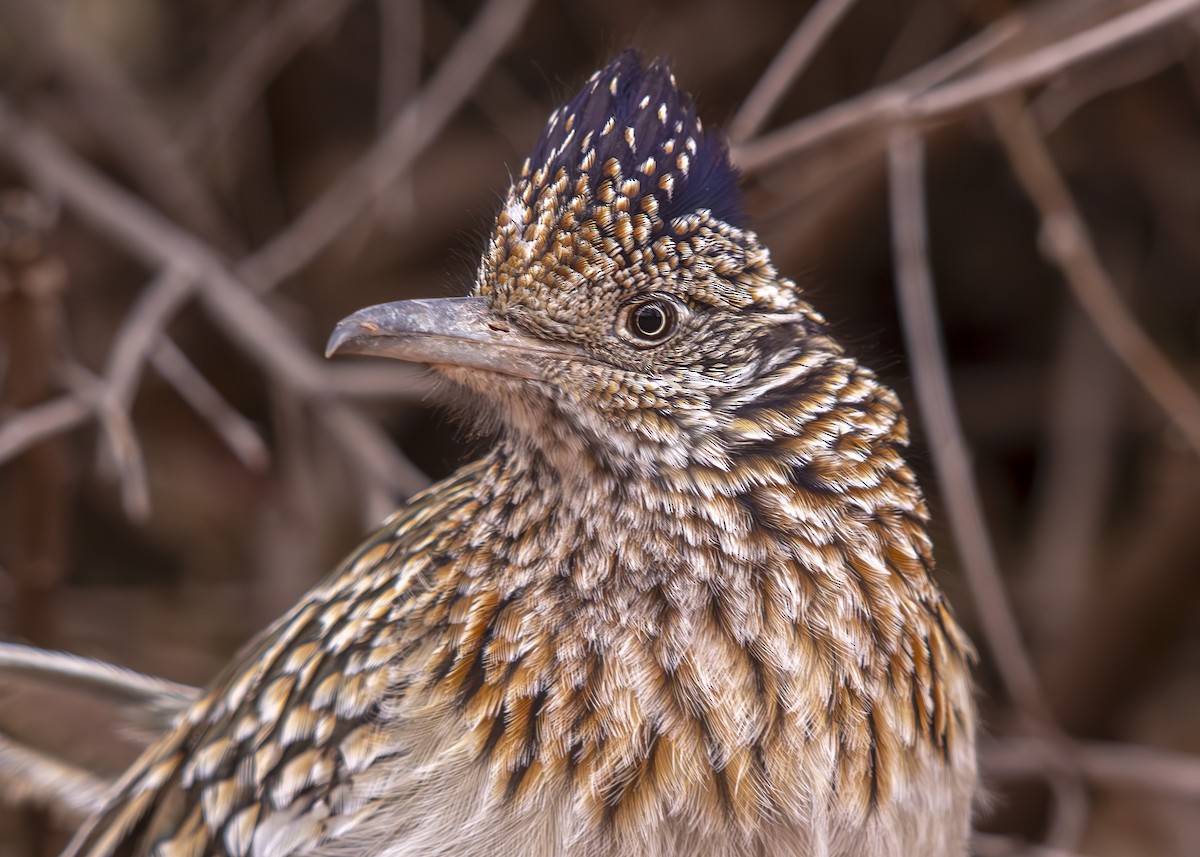 Greater Roadrunner - ML630397339