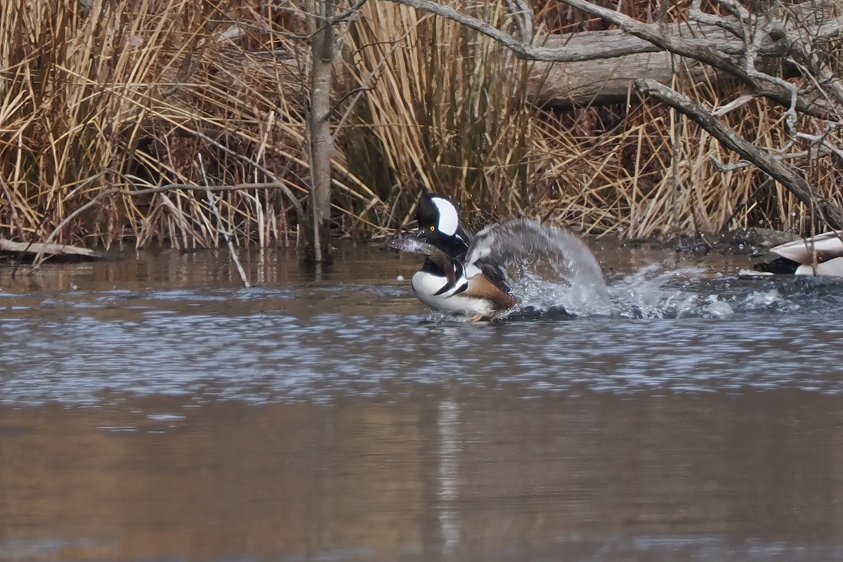Hooded Merganser - ML630397341