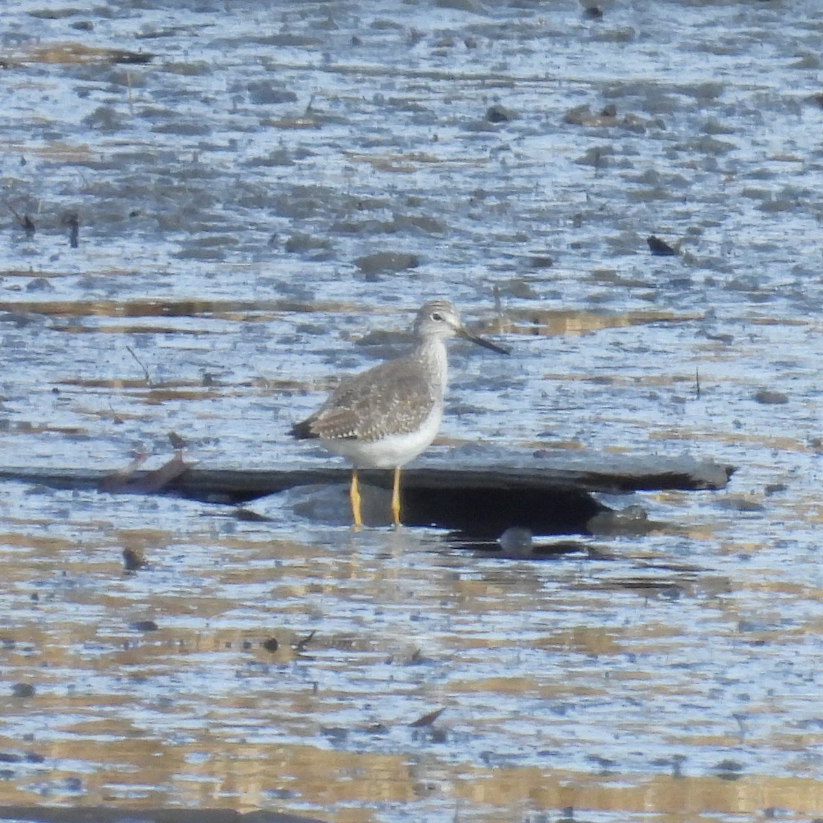 Greater Yellowlegs - ML630397437