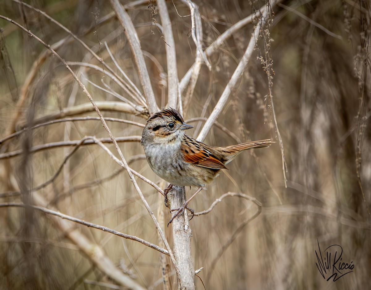 Swamp Sparrow - ML630397537