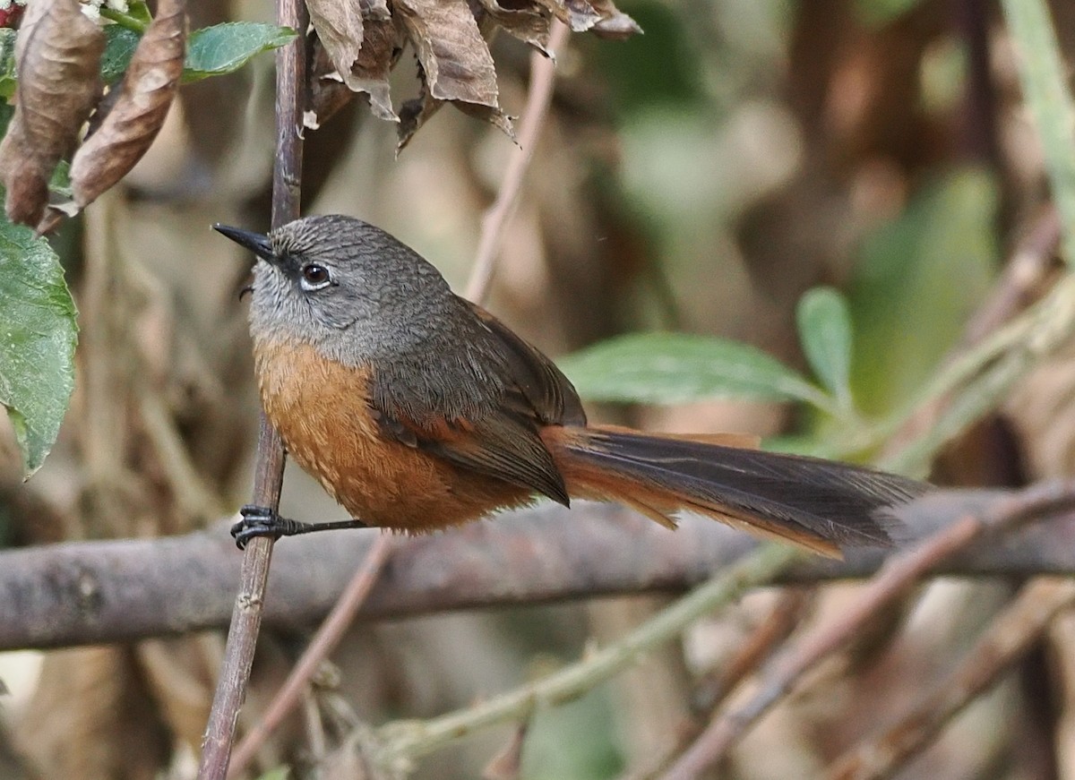 Russet-bellied Spinetail - ML630397607