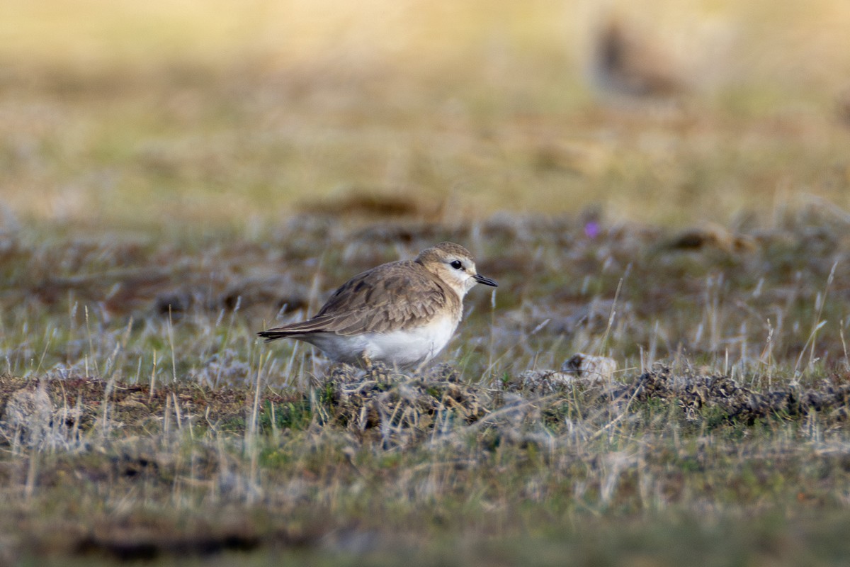 Pluvier montagnard - ML630397665