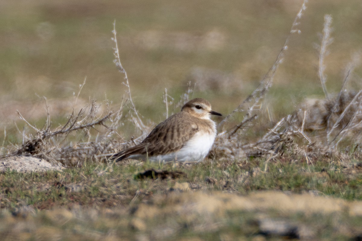 Pluvier montagnard - ML630397666