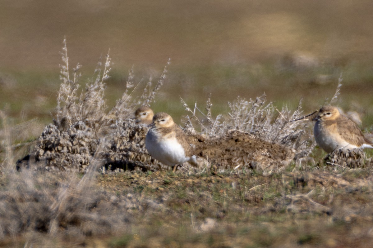 Pluvier montagnard - ML630397667