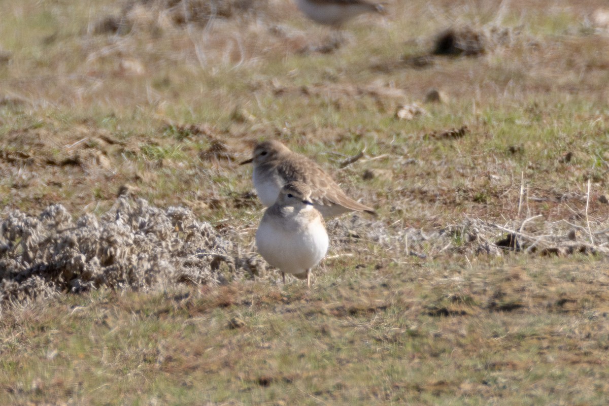 Pluvier montagnard - ML630397668