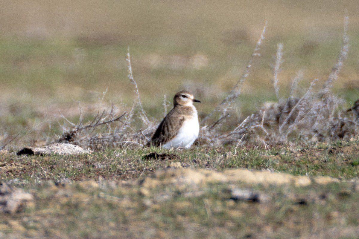 Pluvier montagnard - ML630397669