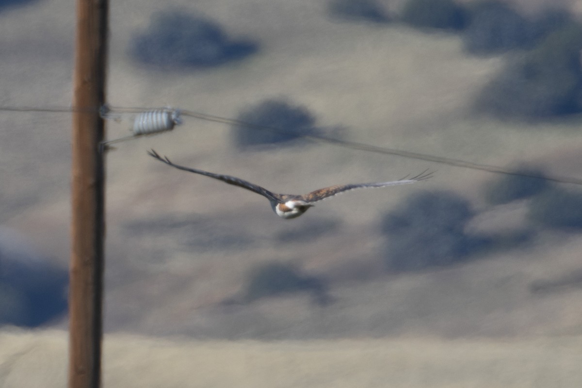 Buse rouilleuse - ML630397682