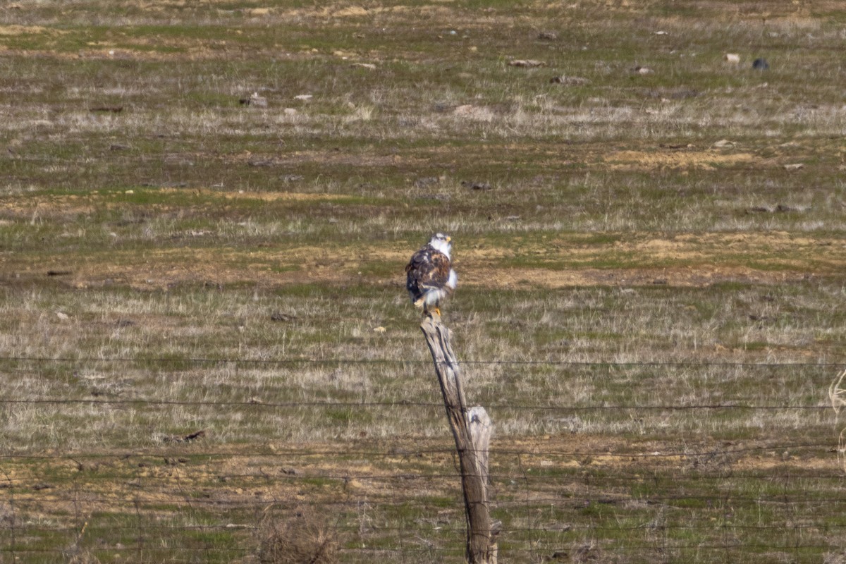 Buse rouilleuse - ML630397683