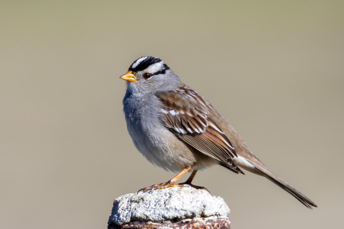 Bruant à couronne blanche (gambelii) - ML630397823