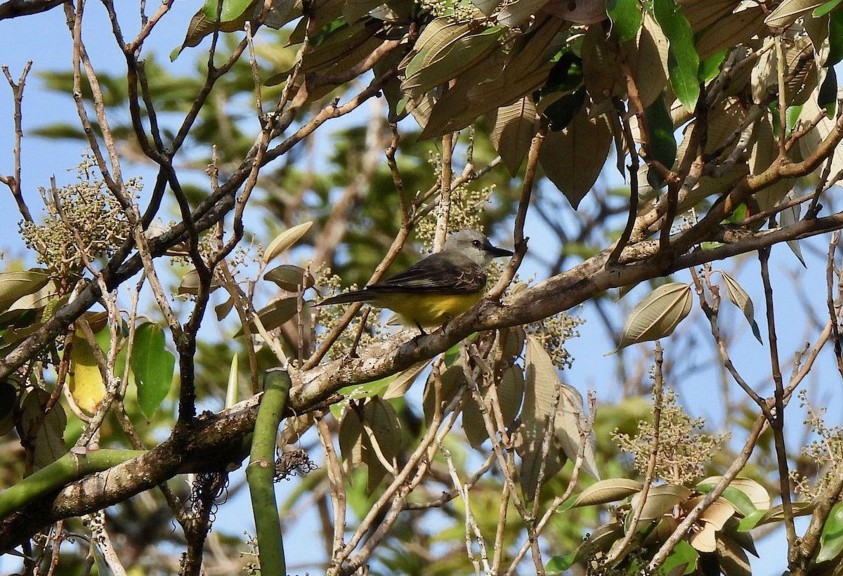 Tropical Kingbird - ML630397843