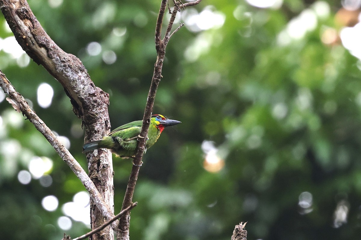Red-throated Barbet - ML630397953