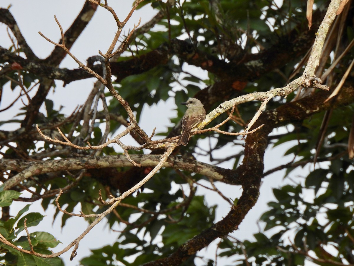 Tropical Kingbird - ML630397957