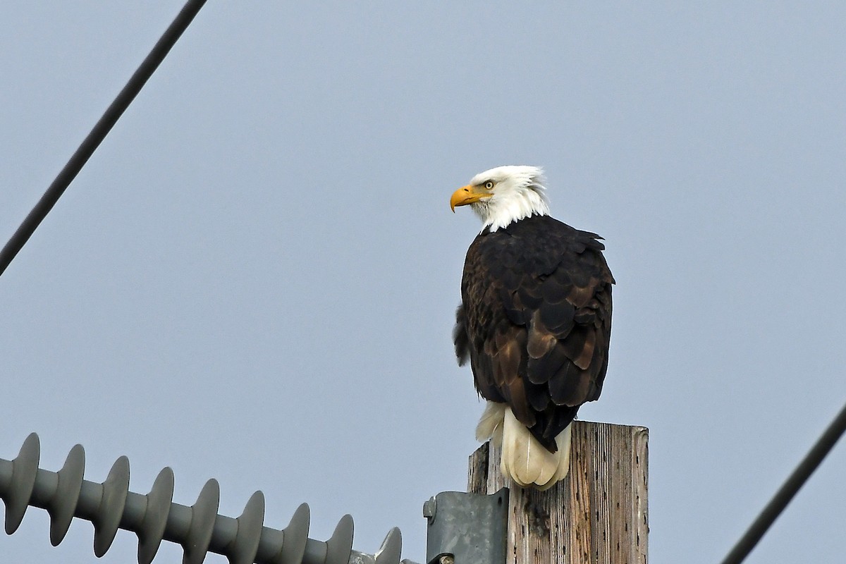 Bald Eagle - ML630398301
