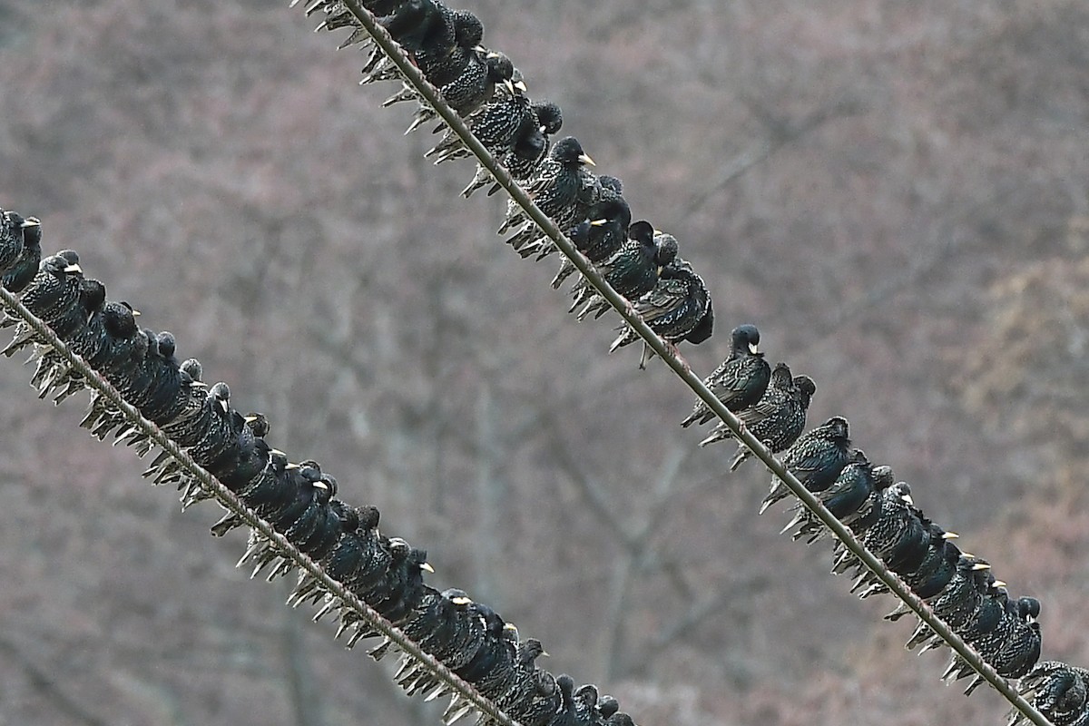 European Starling - ML630398306