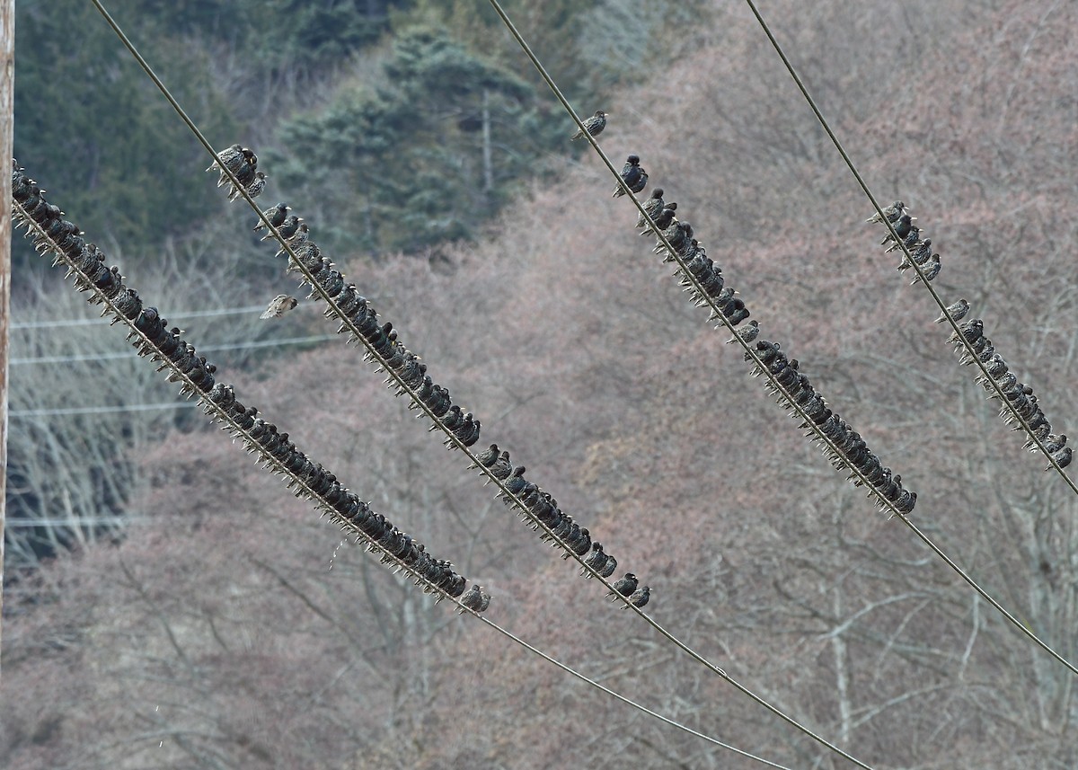 European Starling - ML630398307