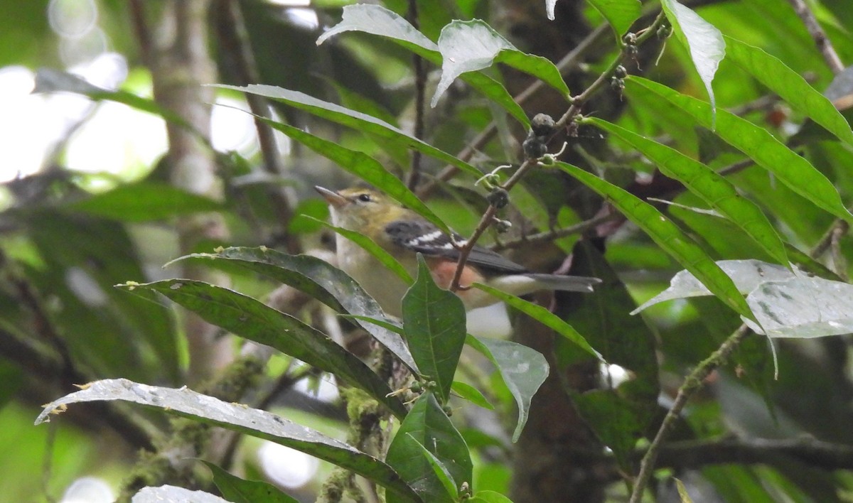 Bay-breasted Warbler - ML630398344