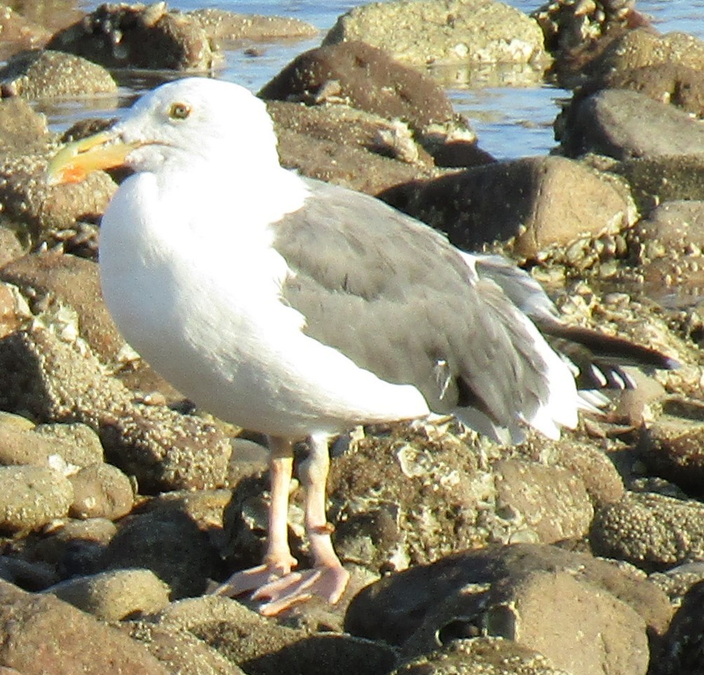 Western Gull - ML630398459