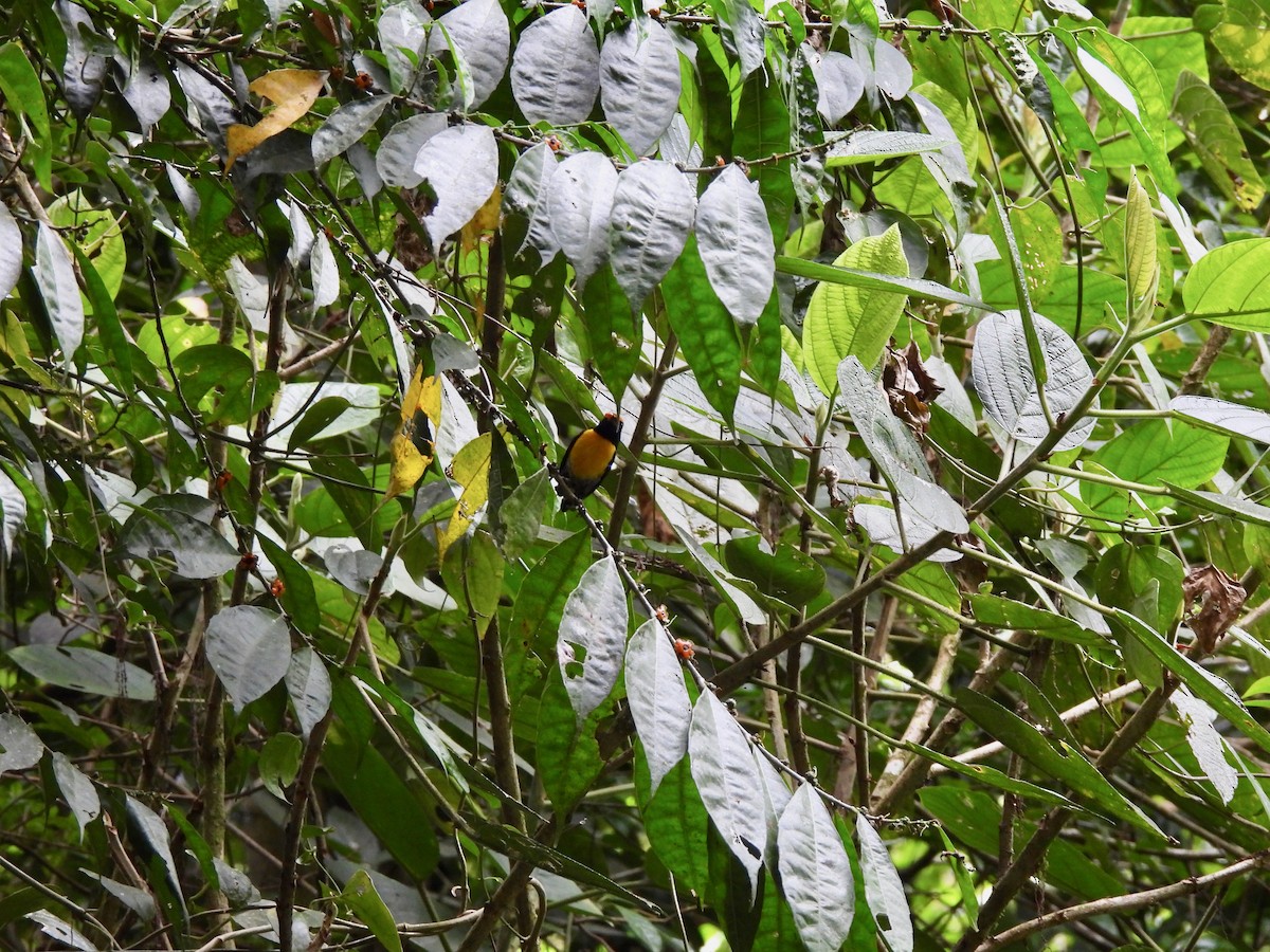 Tawny-capped Euphonia - ML630398484