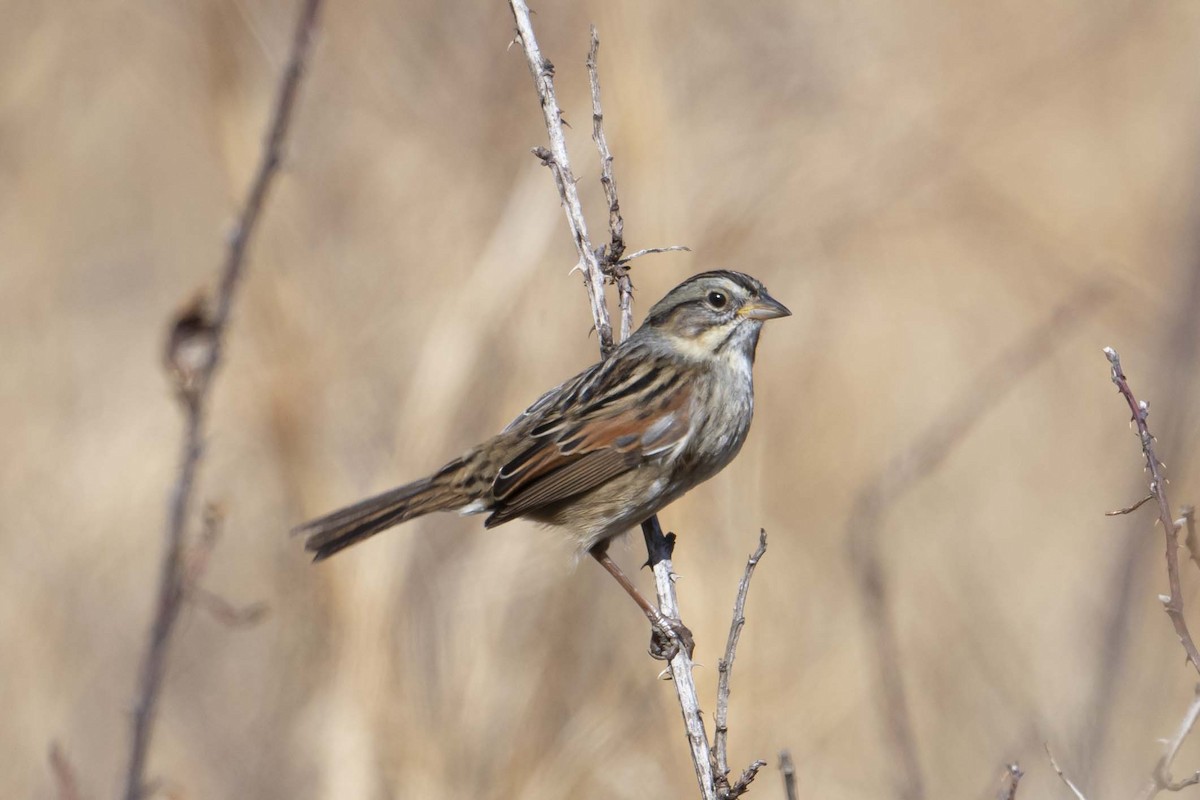 Swamp Sparrow - ML630398725