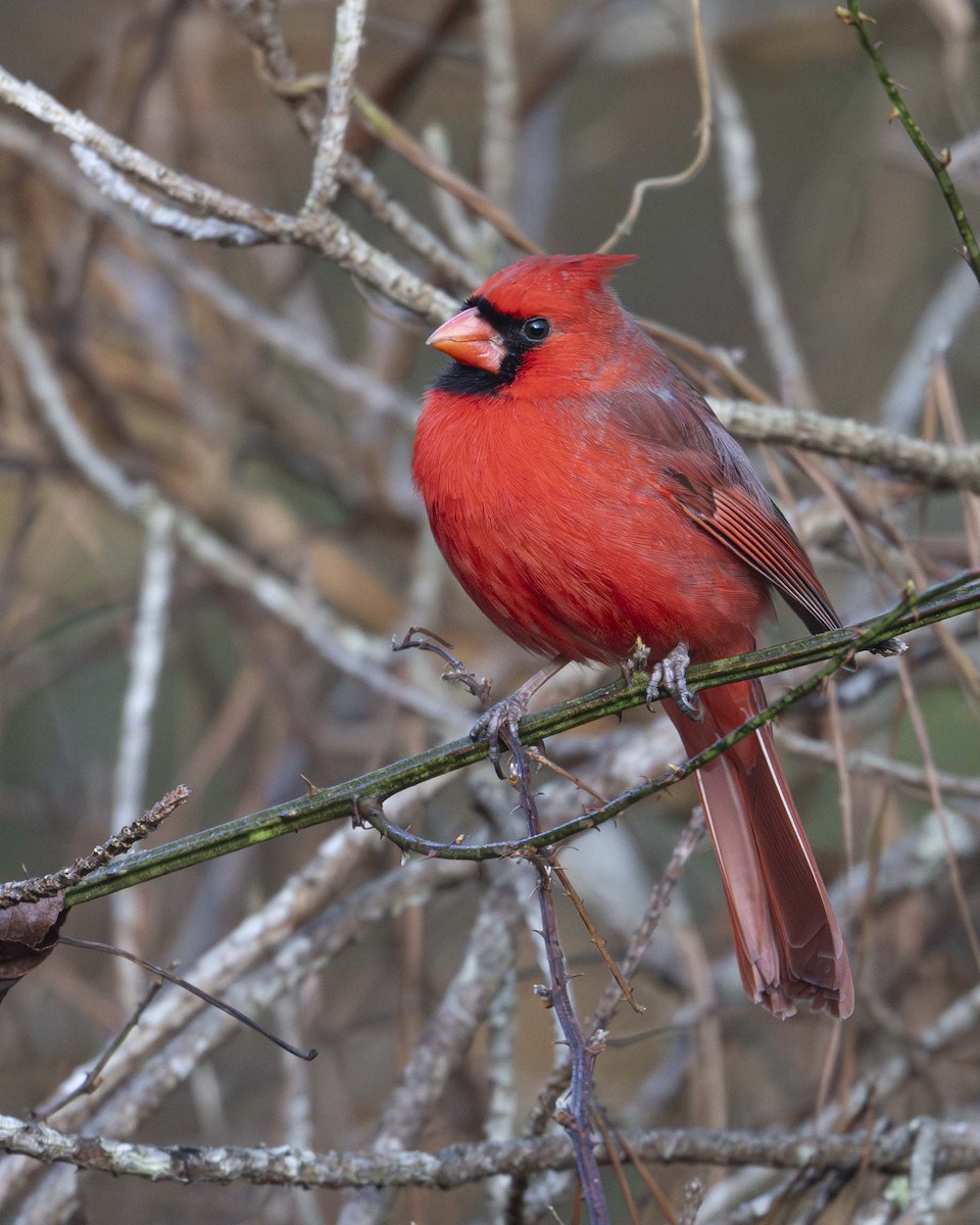 Northern Cardinal - ML630398749