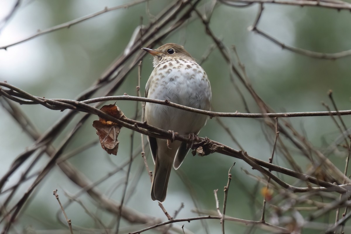 Hermit Thrush - ML630398786