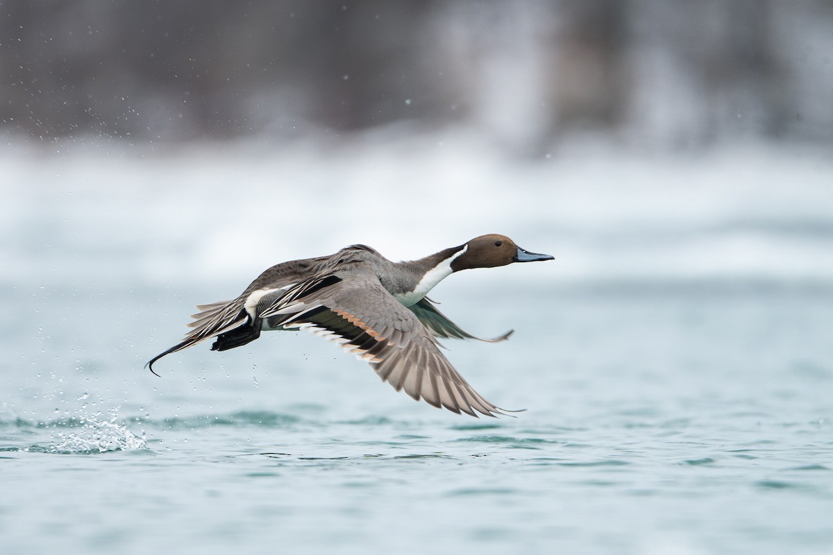 Northern Pintail - Ryan Griffiths