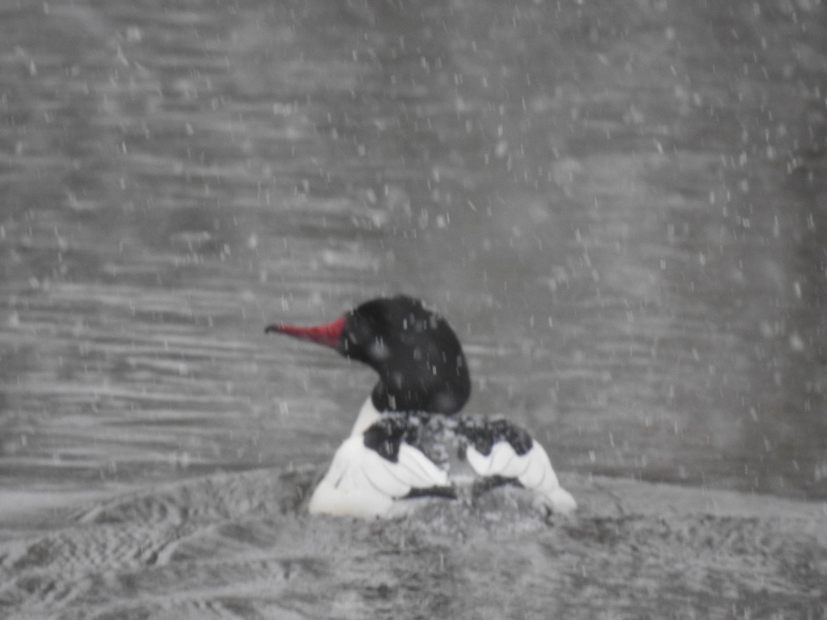 Хумхин бохио - ML630399119