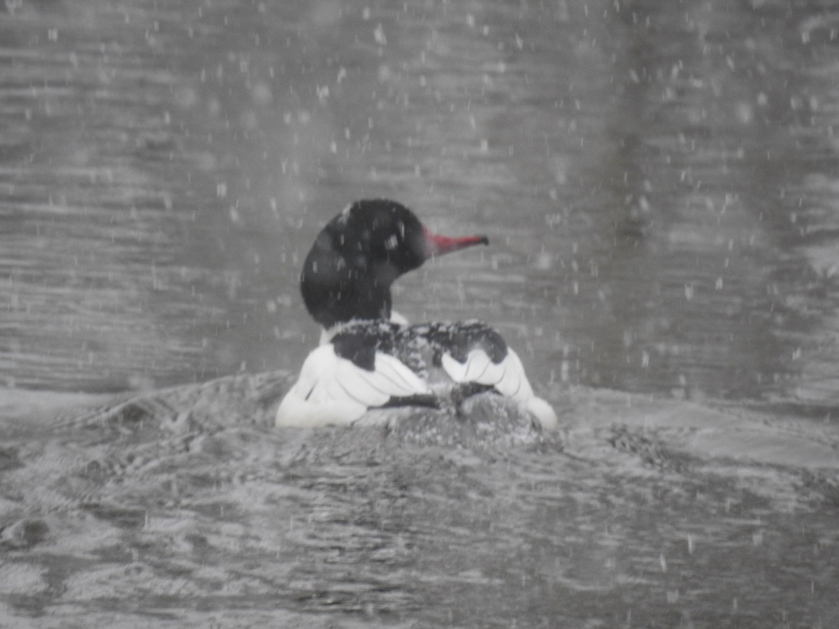 Хумхин бохио - ML630399120