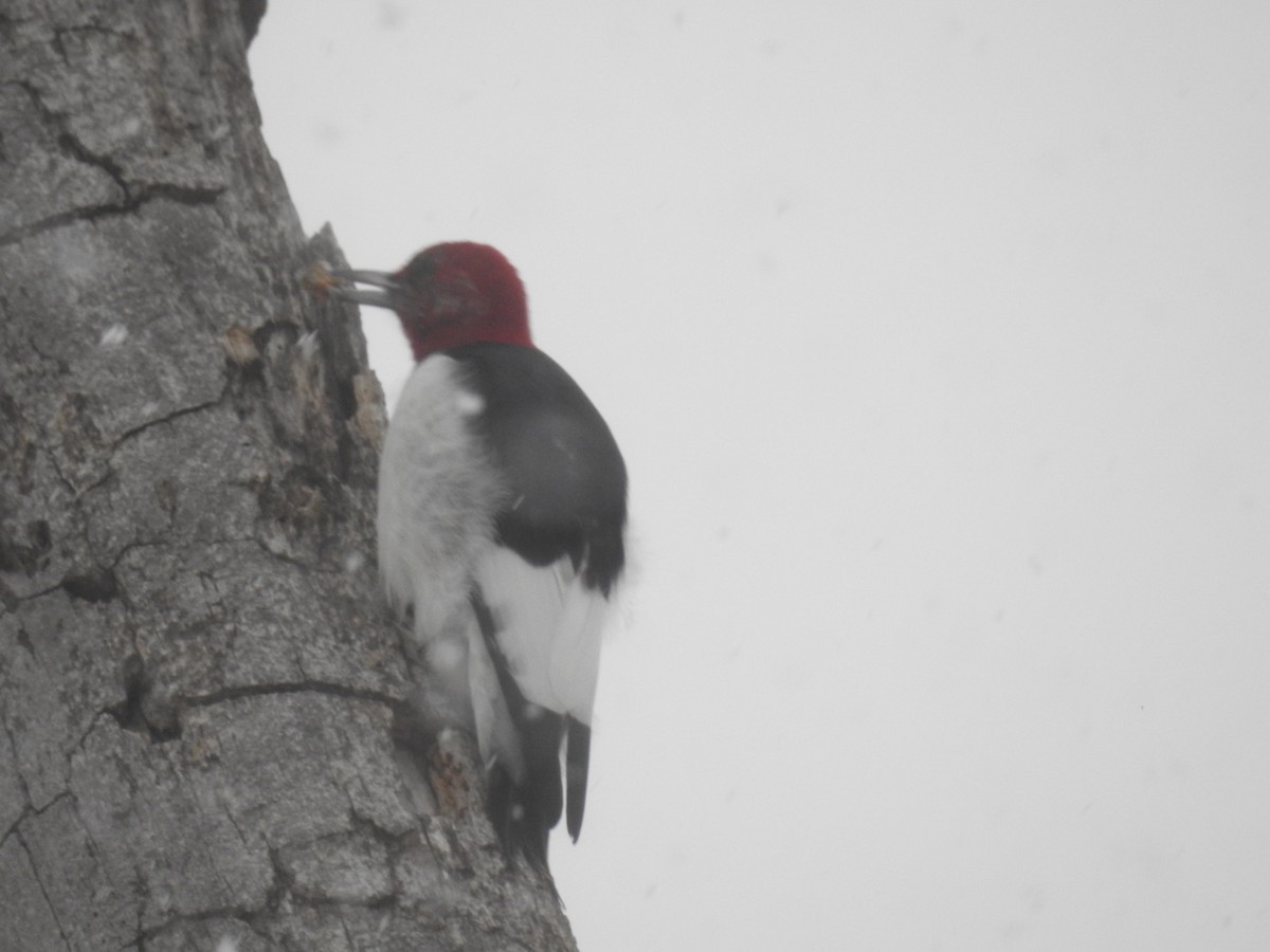 Red-headed Woodpecker - ML630399129