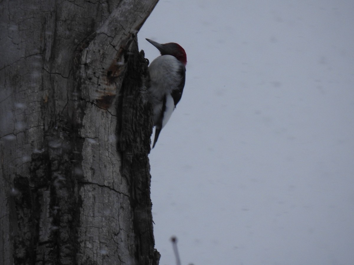 Red-headed Woodpecker - ML630399130