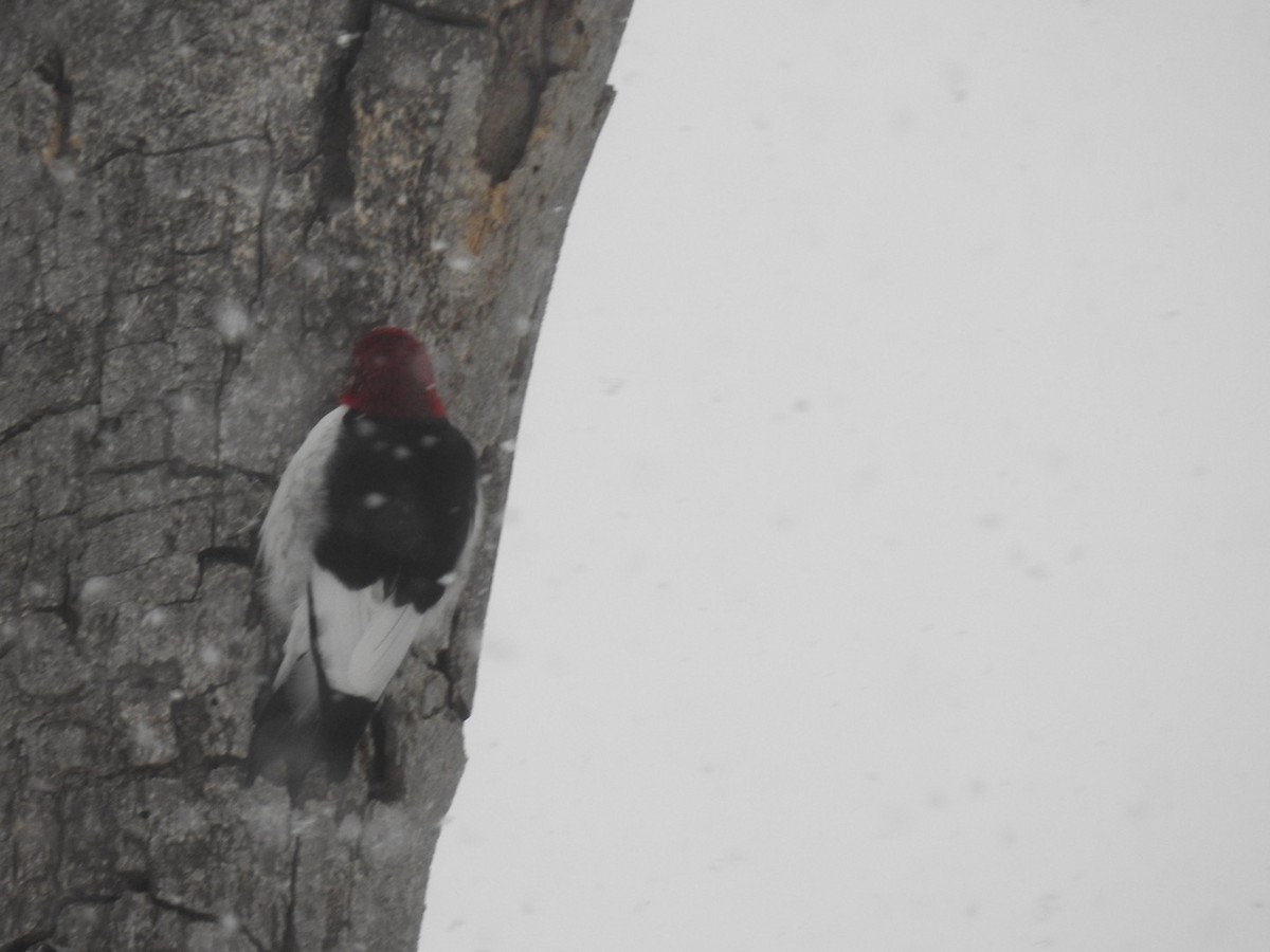 Red-headed Woodpecker - ML630399131