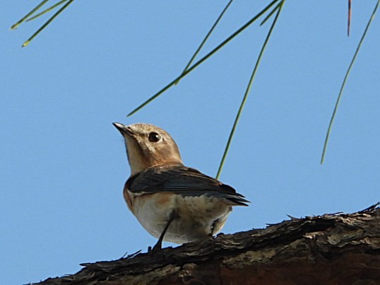 Eastern Bluebird - ML630399287