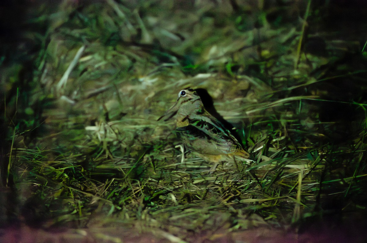 American Woodcock - ML630399318