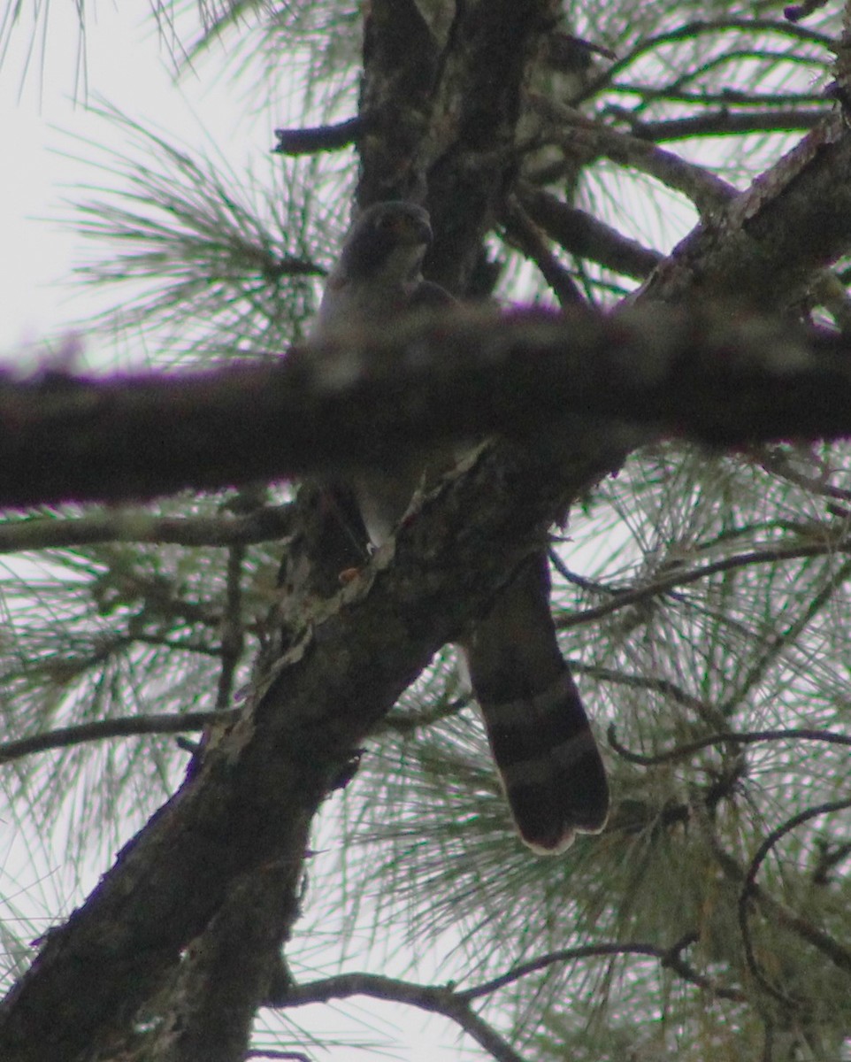 Gray-bellied Hawk - ML630399344
