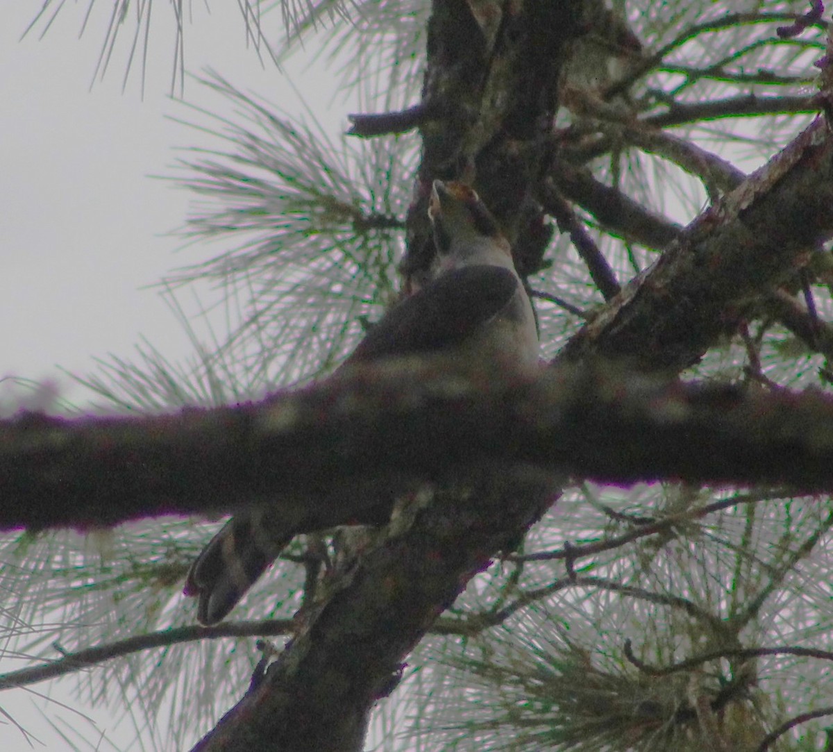 Gray-bellied Hawk - ML630399345
