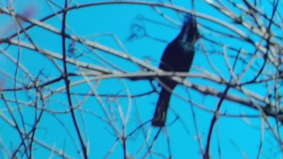 Phainopepla - ML630399401