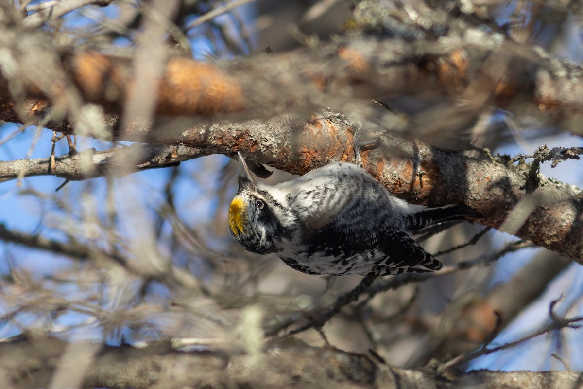American Three-toed Woodpecker - ML630400010
