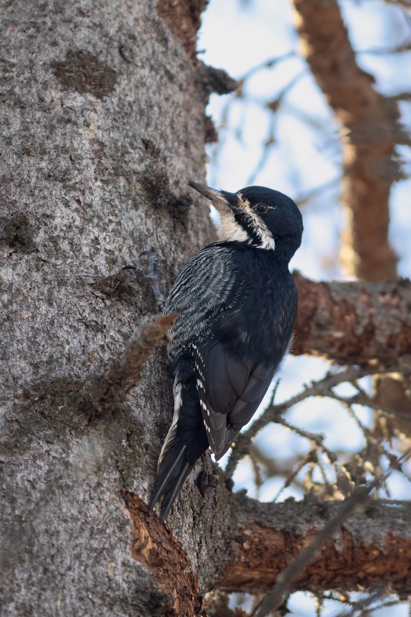 Black-backed Woodpecker - ML630400012