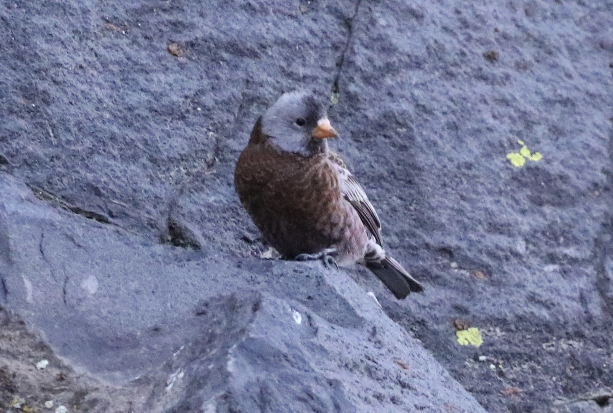 Gray-crowned Rosy-Finch - ML630400124