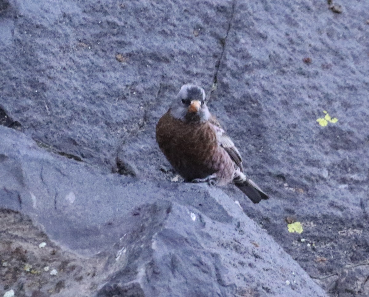 Gray-crowned Rosy-Finch - ML630400135