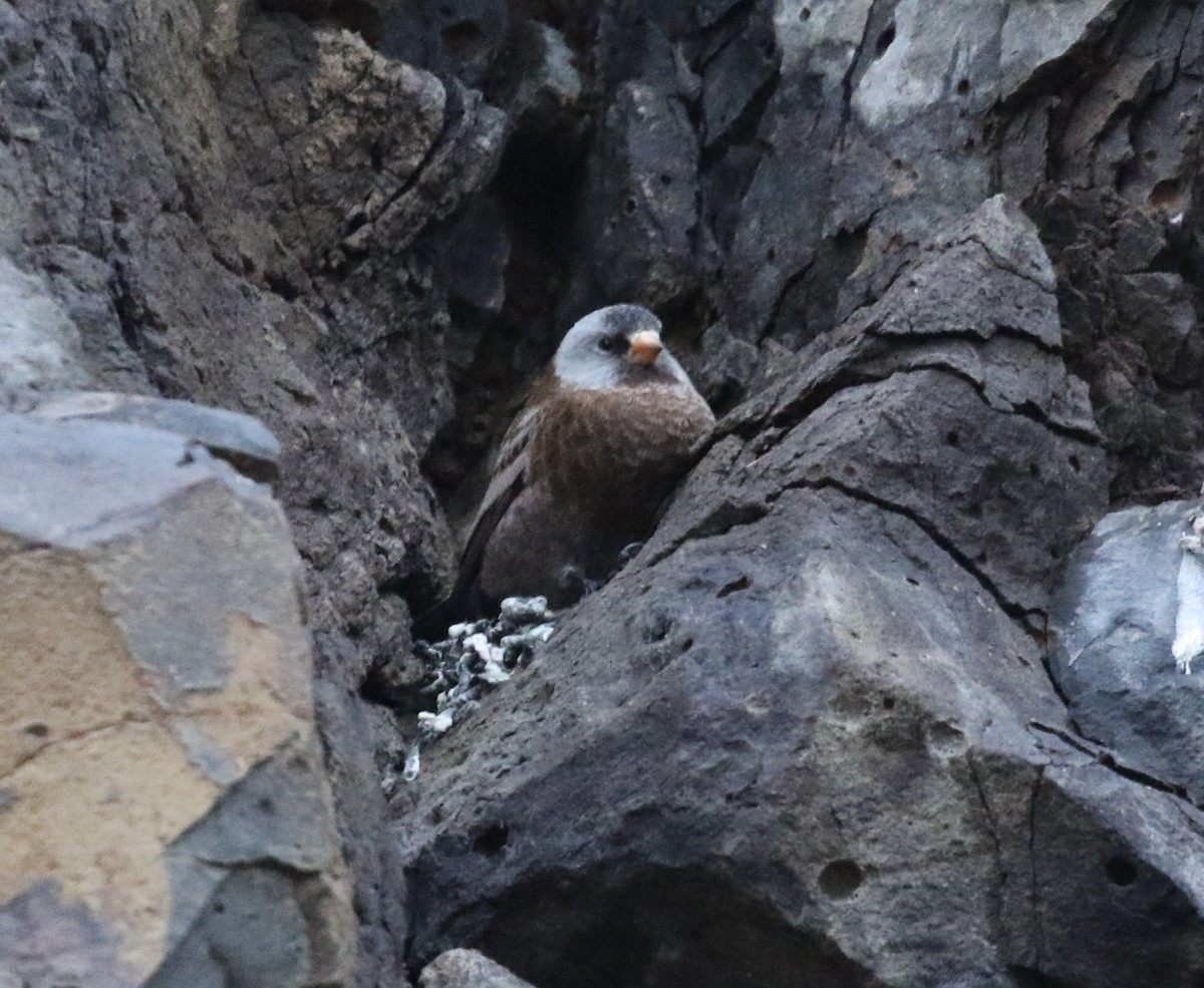 Gray-crowned Rosy-Finch - ML630400139