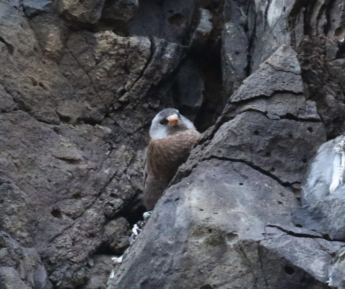 Gray-crowned Rosy-Finch - ML630400140
