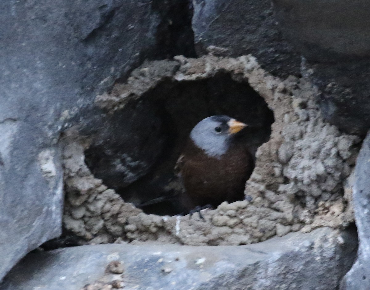 Gray-crowned Rosy-Finch - ML630400144