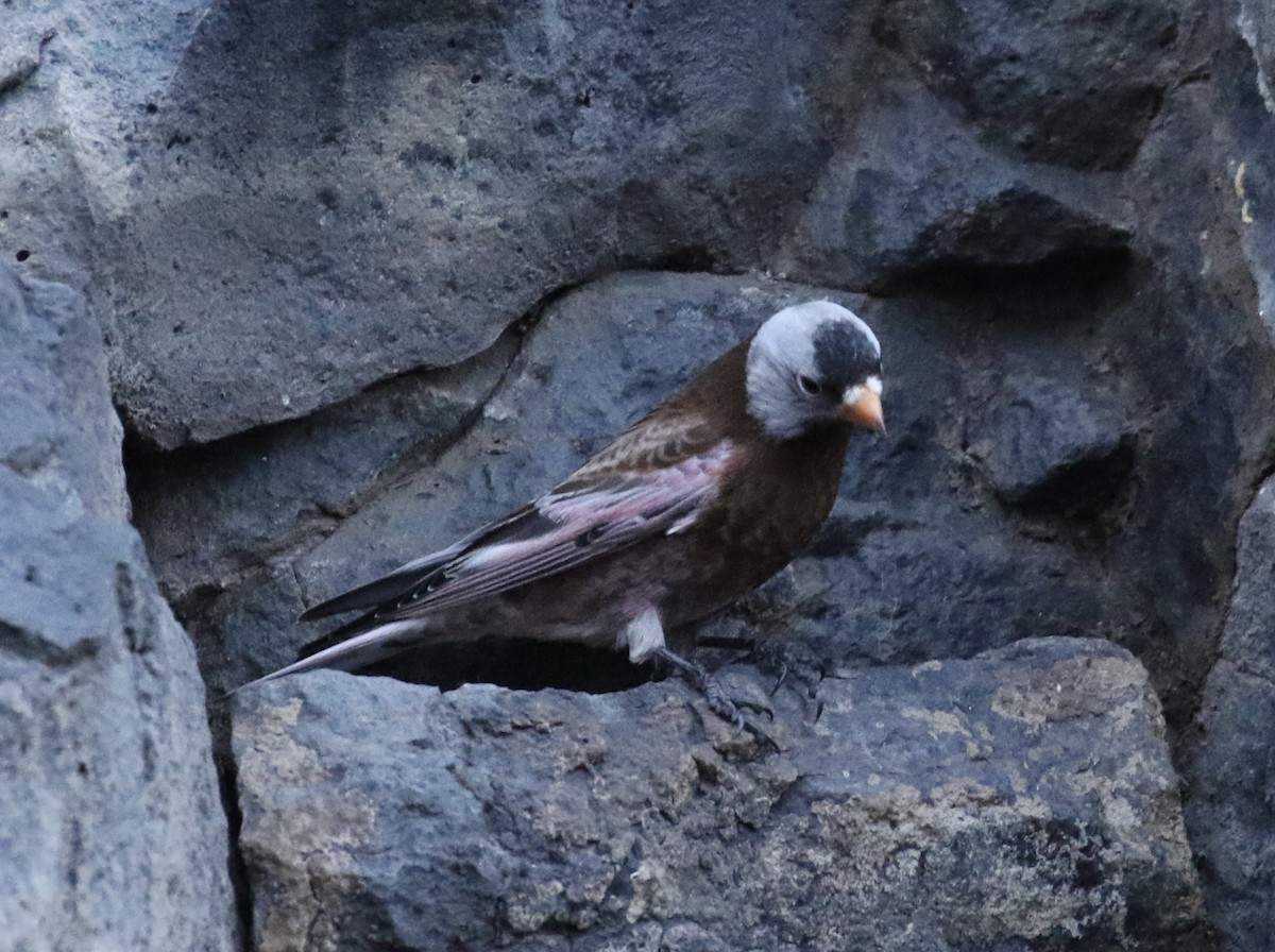 Gray-crowned Rosy-Finch - ML630400146