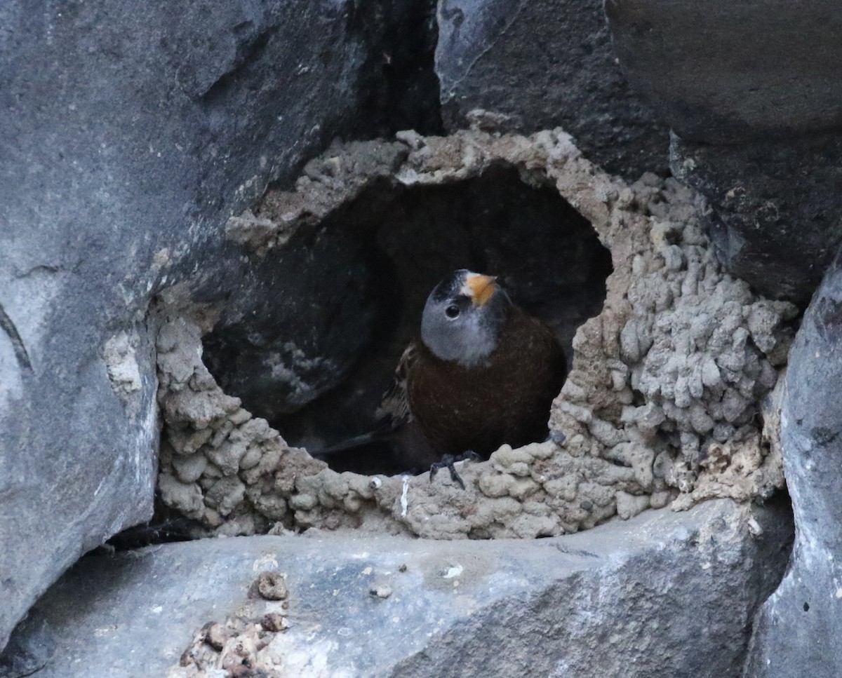 Gray-crowned Rosy-Finch - ML630400147