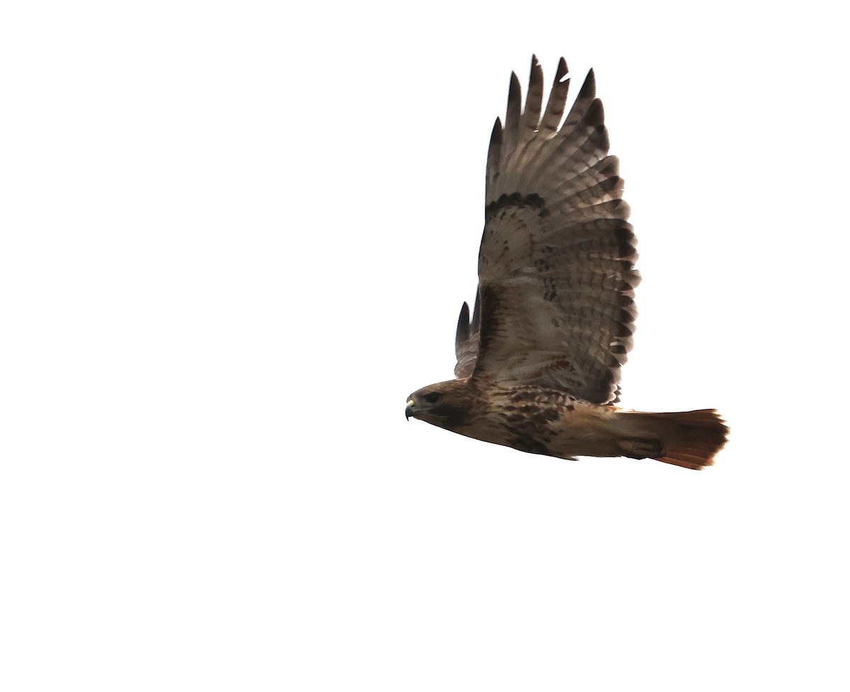 Red-tailed Hawk - ML630400157