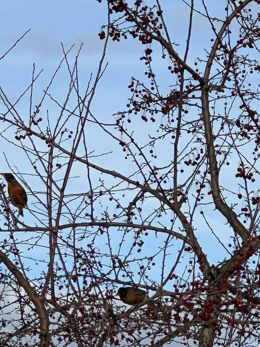 American Robin - ML630400232